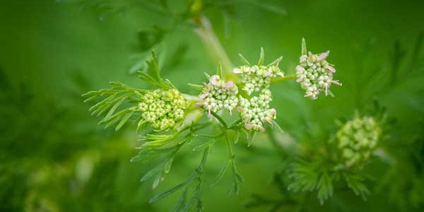 Coentro-e-Homeopatia-VH-600x330-planta em flor