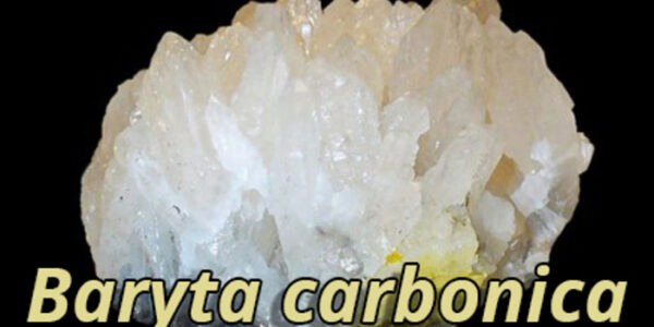 Baryta Carbonica: Um Medicamento Homeopático