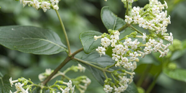 Cinchona-officinalis