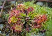 Drosera_rotundifolia_Ohio 700x480