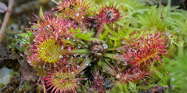 Drosera_rotundifolia_Ohio 700x480