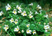 euphrasia-officinalis