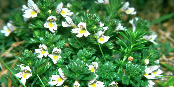 euphrasia-officinalis
