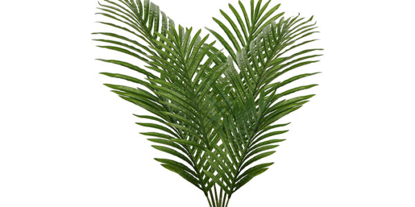 ramos de palmeira 700x400